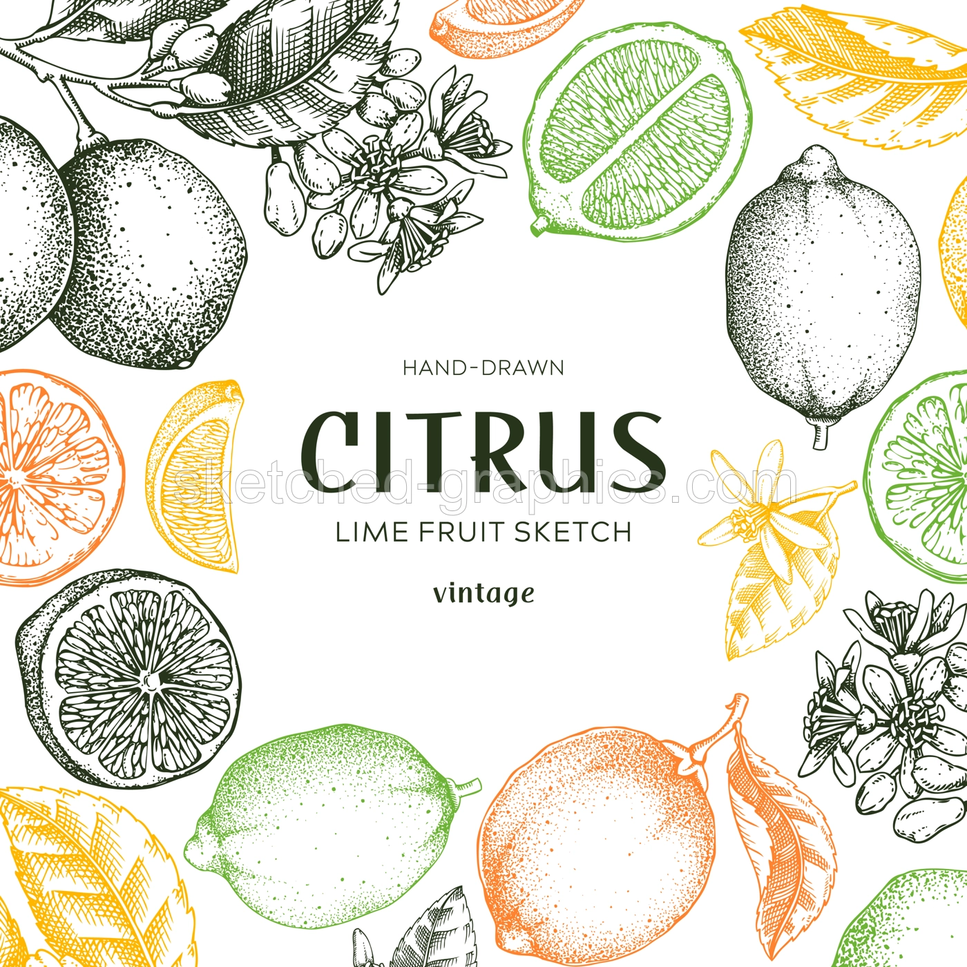 Lime fruit frame. Botanical design template. Citrus fruit sketches in color. Exotic plants banner. Hand drawn vector illustration. NOT AI generated Illustration